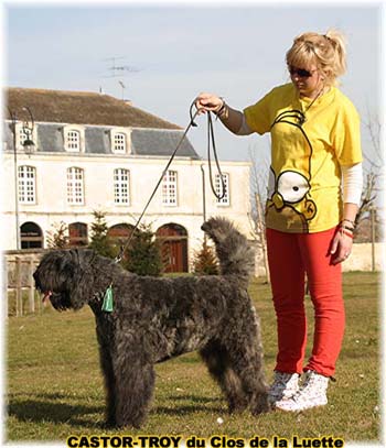 bouvier des flandres du clos de la luette - copyright déposé